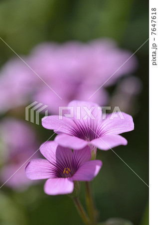 イモカタバミ（芋片喰） 7647618