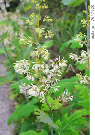 白い竹似草の花 7647920