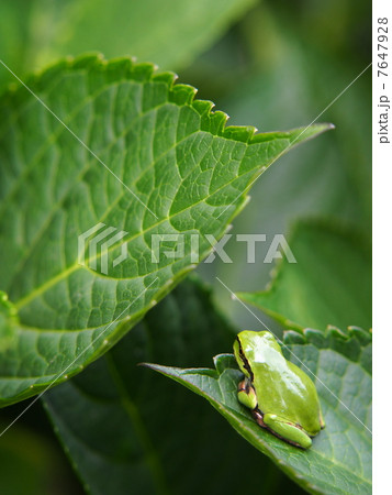 梅雨の季節 梅雨の季節 7647928