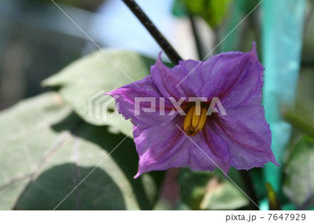 茄子の花 7647929