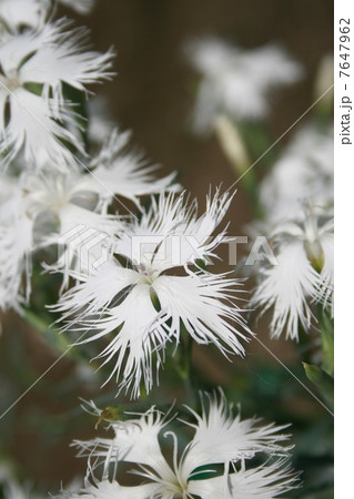 河原ナデシコ 7647962