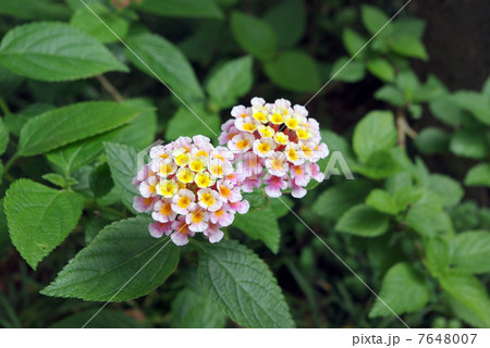 ランタナ 7648007