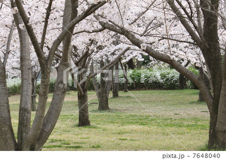 お花見に行きたいな！ 7648040