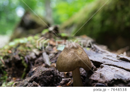 倒木とキノコ 倒木とキノコ 7648538
