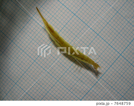 ゲンゴロウ幼虫 ゲンゴロウ幼虫 7648759