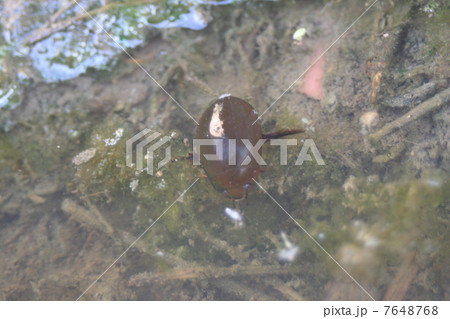 クロゲンゴロウ クロゲンゴロウ 7648768