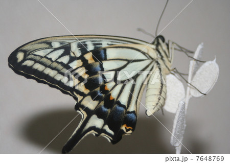 アゲハチョウ 7648769
