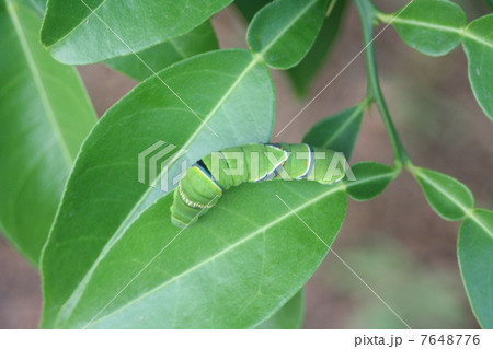 アゲハチョウ幼虫 7648776