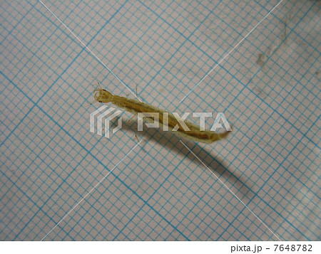 ゲンゴロウ幼虫 7648782