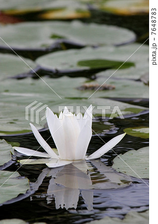 梅雨のスイレン 7648783