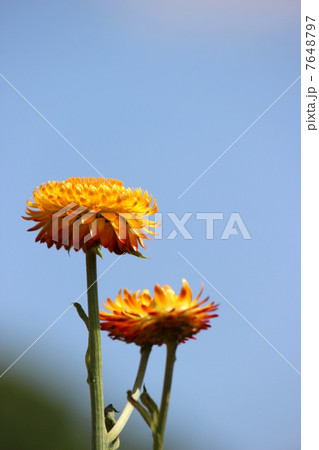 ムギワラギク 7648797