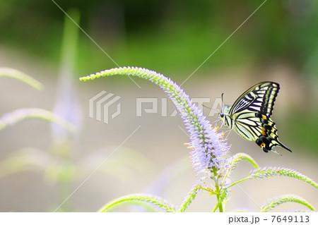 アゲハチョウとクガイソウ アゲハチョウとクガイソウ 7649113