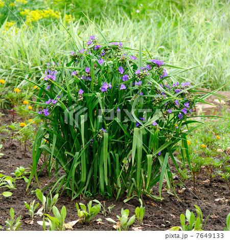 Tradescantia virginiana flowers in garden 7649133