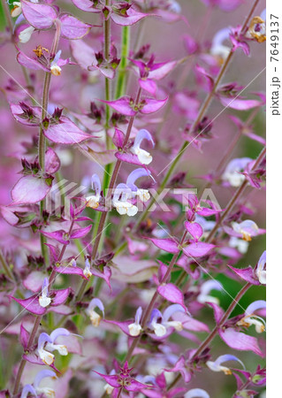 Salvia sclarea flowers closeup 7649137