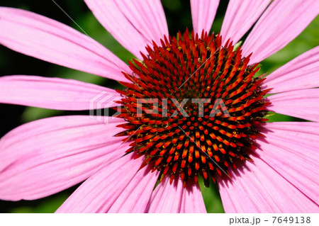 Echinacea flower macro 7649138