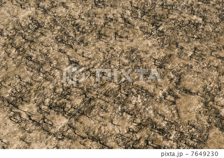 old dried trees old dried trees 7649230