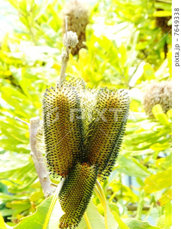 バンクシア　シリーズ 7649338