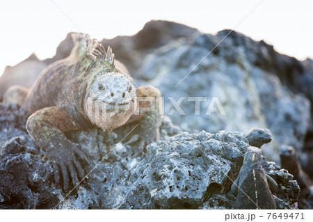 Marine iguanas Marine iguanas 7649471