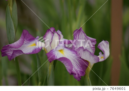 花菖蒲　山紅葉　やまもみじ 7649601