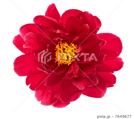 single flower head of red peony isolated on white single flower head of red peony isolated on white 7649677