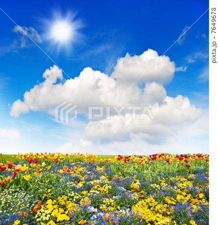 colorful flowers meadow and green grass field over blue sky 7649678