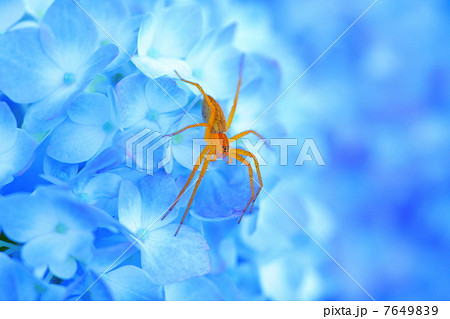 紫陽花と蜘蛛 7649839