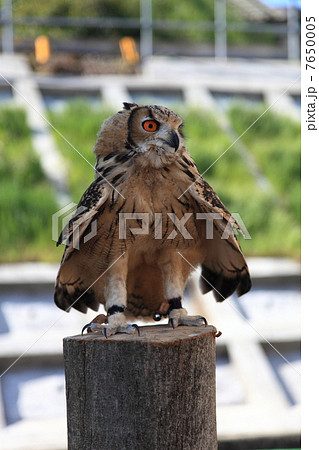 羽ばたく ミミズク ふくろう 猛禽類 ベンガルワシミミズク 雛 羽ばたく ミミズク ふくろう 猛禽類 ベンガルワシミミズク 雛 7650005