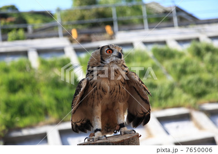 羽ばたく　ミミズク　ふくろう　猛禽類　 ベンガルワシミミズク　雛 7650006