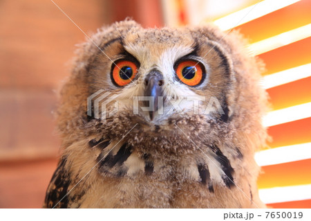 ミミズク　ふくろう　猛禽類　 ベンガルワシミミズク　雛 7650019