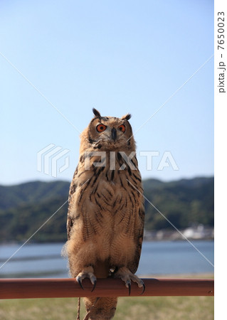 ミミズク ふくろう 猛禽類 ベンガルワシミミズク 雛 ミミズク ふくろう 猛禽類 ベンガルワシミミズク 雛 7650023