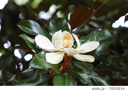 ハクモクレン ハクモクレン 7650034