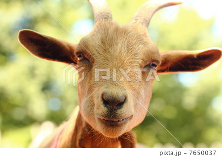 ヤギの顔の写真素材 ヤギの顔の写真素材