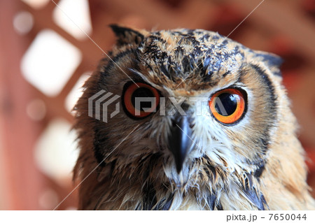 ミミズク　ふくろう　猛禽類　 ベンガルワシミミズク　雛 7650044