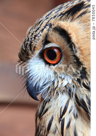 ミミズク　ふくろう　猛禽類　 ベンガルワシミミズク　雛 7650045