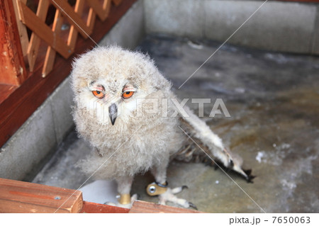 ミミズク　ふくろう　猛禽類　 シベリアワシミミズク　雛 7650063