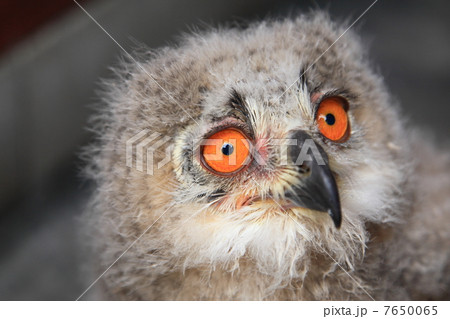 ミミズク ふくろう 猛禽類 シベリアワシミミズク 雛 ミミズク ふくろう 猛禽類 シベリアワシミミズク 雛 7650065