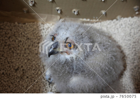 ミミズク　ふくろう　猛禽類　 シベリアワシミミズク　雛 7650075