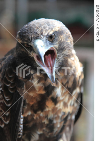 鷹 タカ 猛禽類の写真素材