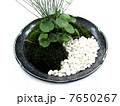盆栽 7650267