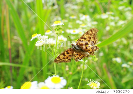 コヒョウモン 7650270