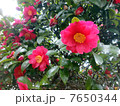 椿 椿 7650344