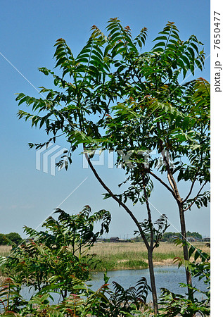 樹木・ニワウルシ　ニガキ科 7650477