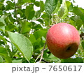 りんご 7650617