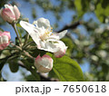 りんごの花 7650618