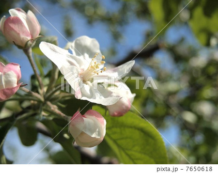 りんごの花 りんごの花 7650618