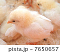 ひよこ 7650657