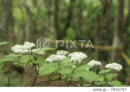 越前岳登山 7650767