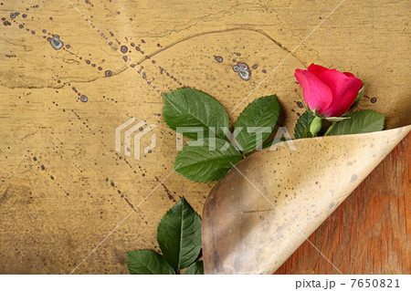 Rose Rose 7650821