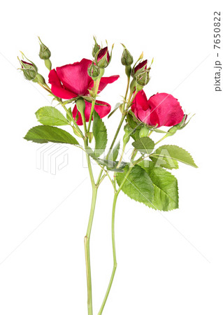 Pair of Rose Pair of Rose 7650822