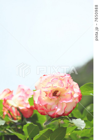 東沢バラ公園１０ 7650988